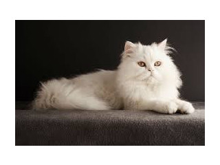 Persian long coat Female Cat