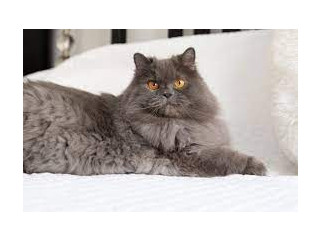 Persian female cat