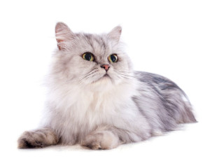 Persian long coat Female Cat