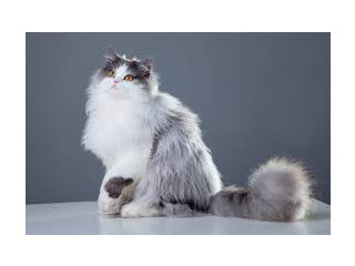 Persian cat Female