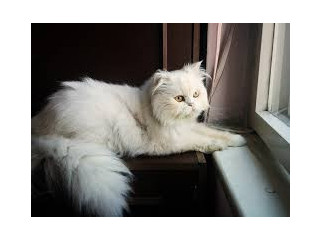 PERSIAN ADULT FEMALE CAT