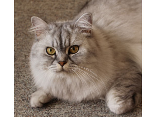 PERSIAN ADULT FEMALE CAT