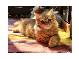 Pure Persian semi adult male Cat