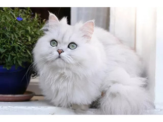 Traditional persian Tubby female adult