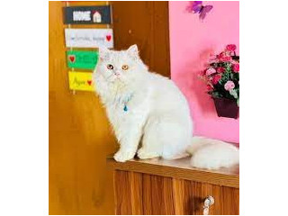 Adult Pure Persian Male