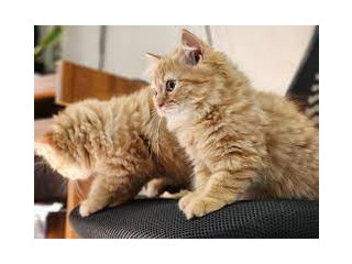 Persian Cat Adult Female Ash Colored