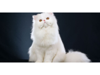 PERSIAN ADULT FEMALE CAT