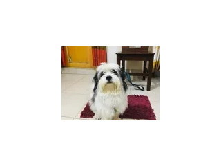 Lasa afso male dog