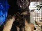 gsd-female-puppy-big-0