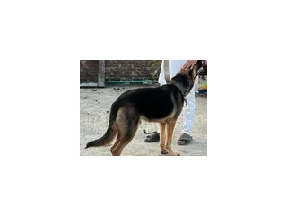 GERMAN SHEPHERD MALE