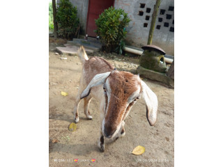 দুটি মেয়ে ছাগল বিক্রি হবে।